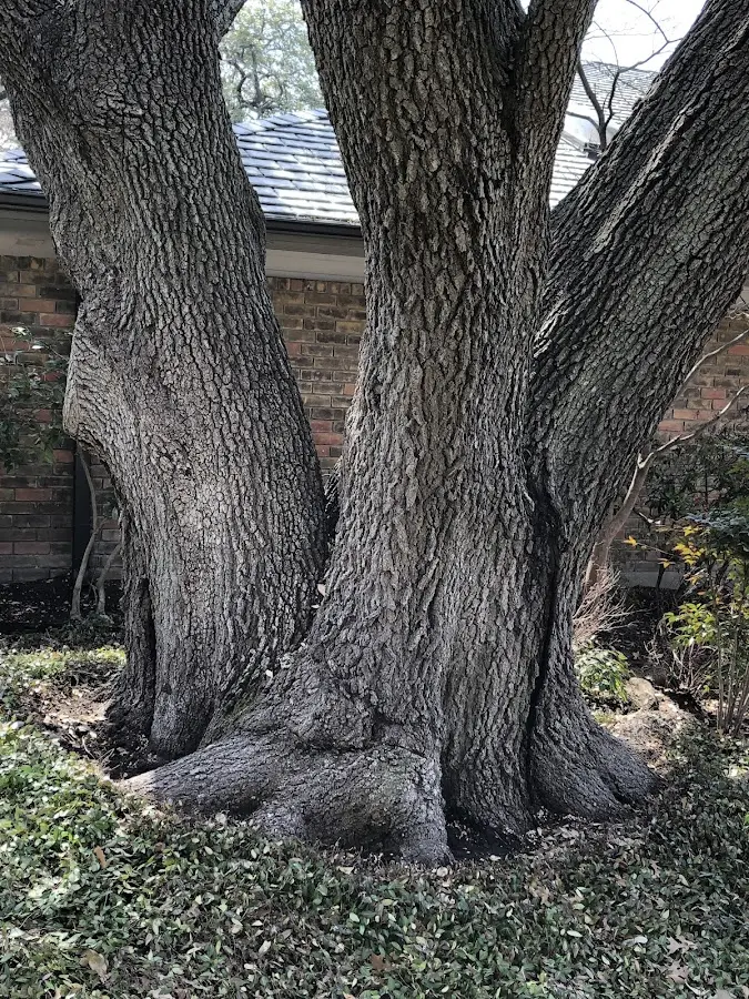 Mature heritage tree close to a Agawam property cared for by certified arborists